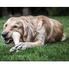 Nylabone Extreme Chicken Bone XXL – Itin didelis patvarus kramtomasis žaislas su tikrovišku vištienos skoniu