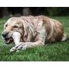 Nylabone Extreme kalakuto kaklo XL – patvarus kramtomasis žaislas, vištienos skonio, itin didelis dydis