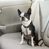 PetSafe 3in1 pavadėlis ir automobilinis saugos diržas – reguliuojamo vidutinio dydžio, saugus daugiafunkcis dizainas