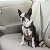 PetSafe 3in1 pavadėlis ir automobilinis saugos diržas – reguliuojamo vidutinio dydžio, saugus daugiafunkcis dizainas