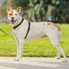 PetSafe 3in1 pavadėlis ir automobilinis saugos diržas – reguliuojamo vidutinio dydžio, saugus daugiafunkcis dizainas