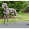 PetSafe Anti-Pull pavadėlis šunims 116cm – patvarus nailoninis pavadėlis su nekeliančiu dizainu, patogi rankena