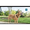 PetSafe Anti-Pull pavadėlis šunims 116cm – patvarus nailoninis pavadėlis su nekeliančiu dizainu, patogi rankena
