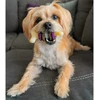 PetSafe Busy Buddy Bristle Bone kramtomasis žaislas – maži, dantų valymo dizaino su skanėstu