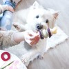 PetSafe Busy Buddy Bristle Bone kramtomasis žaislas – maži, dantų valymo dizaino su skanėstu