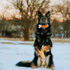 PetSafe Busy Buddy Chompin' Chicken šunų kramtomasis žaislas – Vištienos kojelės formos, mažas/vidutinis, patvarus dizainas