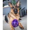 PetSafe Busy Buddy Kibble Nibble skanėstų žaisliukas – mažas, kiaušinio formos, patvarus dozatorius