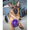 PetSafe Busy Buddy Kibble Nibble skanėstų žaisliukas – mažas, kiaušinio formos, patvarus dozatorius
