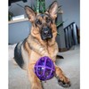PetSafe Busy Buddy Kibble Nibble skanėstų žaisliukas – mažas, kiaušinio formos, patvarus dozatorius