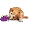 PetSafe Busy Buddy Squirrel Dude – Tvirtas šunų smaguris kramtomasis žaislas, mažas dydis, įtraukiantis dizainas