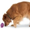 „PetSafe“ Busy Buddy Twist'n Treat šunų kramtomasis žaislas – didelis, reguliuojamas skanėstų dozatorius, patvarus dizainas
