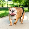 PetSafe CareLift galinė atraminė petneša – vidutinio dydžio, ergonomiškas klubų reabilitacijos dizainas