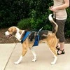 PetSafe Easy Sport pakinkalas M dydžio, mėlynas – be spaudimo, reguliuojamas, patogiai priglundantis