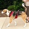 PetSafe Easy Sport pavadėlis Raudonas – švelnus slėgis, reguliuojamas dizainas, mažas dydis, patogus prigludimas