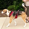 PetSafe Easy Sport pavadėlis Raudonas – švelnus slėgis, reguliuojamas dizainas, mažas dydis, patogus prigludimas