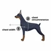 PetSafe Easy Walk pavadėlio ir diržų rinkinys – reguliuojamas juodas, mažas, patogus prigludimas
