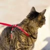 PetSafe Lengvas „Easy Walk“ katės pavadėlis ir pavadėlio rinkinys – raudonas, vidutinis, lanksti amortizacijos konstrukcija