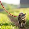 PetSafe Lengvas „Easy Walk“ katės pavadėlis ir pavadėlio rinkinys – raudonas, vidutinis, lanksti amortizacijos konstrukcija