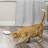 Petsafe lazerinis Tail Light