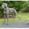 PetSafe Anti-Pull pavadėlis šunims 116cm – patvarus nailoninis pavadėlis su nekeliančiu dizainu, patogi rankena