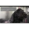 Show Tech Groom-X Super Power Bather Pump – Aukšto slėgio maudymo rinkinys su patvariu varikliu ir žarna Groom-X