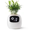 Kwiatydonice PlantsIO IVY Balta