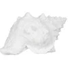 Jaukeja Baltos spalvos jūros kriauklė, 21 X 14 X 12 CM