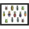 Eksponavimo dėžė (Čekija) (40 x 50 x 5,4 cm.)