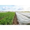 Agroplėvelė 1,6 x 10 m pavasarinė balta 17 g/m²