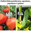 Pomidorų segtukai, 50 vnt.