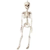 Kabantis pirato skeletas 40 cm