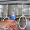 Kodustaar 2 vnt. paukščių supynių žiedų rinkinys