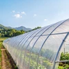 Šiltnamio plėvelė VEVOR YFGH-12ft100ft, 3,7x30,5 m