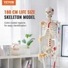 Vevor Žmogaus skeletas anatomijai, natūralaus dydžio