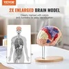 Vevor Žmogaus smegenų modelis 2 kartus didesnis