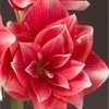 Amarilis (meilenis) 'Double Dream' XL dydis, svogūnas, 1 vnt.