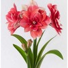 Amarilis (meilenis) 'Double Dream' XL dydis, svogūnas, 1 vnt.