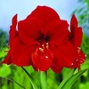 Amarilis (meilenis) 'Ferrari' XL dydis, svogūnas, 1 vnt.