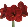 Amarilis (meilenis) 'Ferrari' XL dydis, svogūnas, 1 vnt.