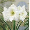 Amarilis (meilenis) 'Mont Blanc' XL dydis, svogūnas, 1 vnt.