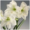 Amarilis (meilenis) 'Mont Blanc' XL dydis, svogūnas, 1 vnt.