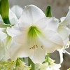 Amarilis (meilenis) 'Mont Blanc' XL dydis, svogūnas, 1 vnt.