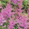 Astilbė darželinė 'Amethyst', šaknis, 1vnt