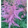 Astilbė darželinė 'Amethyst', šaknis, 1vnt