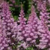 Astilbė darželinė 'Amethyst', šaknis, 1vnt