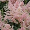Astilbė japoninė 'Peach Blossom', šaknis