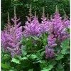 Astilbė kininė 'Violetinė Glory', 1 vnt.
