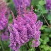 Astilbė kininė 'Violetinė Glory', 1 vnt.