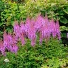 Astilbė kininė 'Violetinė Glory', 1 vnt.