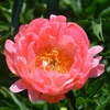 Bijūnas 'Coral Sunset', šaknis, 10 vnt.